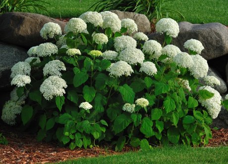 Гортензия садовая: виды, сорта, фото, посадка и уход, отзывы цветоводов